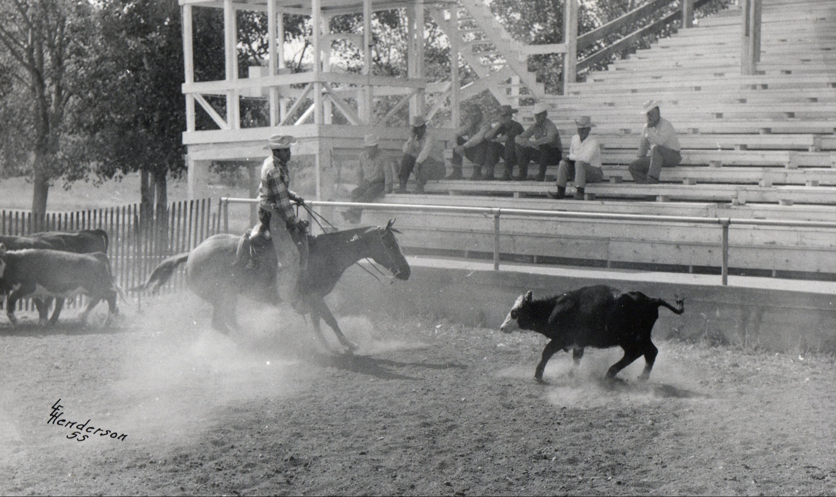 Vintage black and white photograph of a cattle cutting with a rider on horseback sorting a steer in an arena.